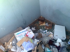 Paws In A Paradise Dumpster