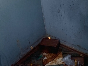 Paws In A Paradise Dumpster